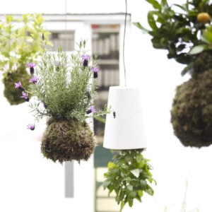 Suspended moss-ball planters with herbs and citrus beside a white pendant lamp