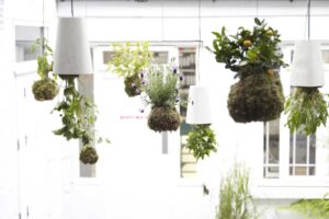 Suspended moss ball planters with lavender and herbs in a Clerkenwell courtyard